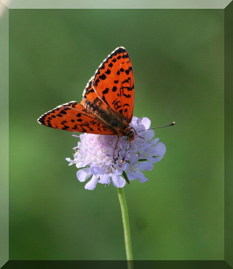 da determinare - Melitaea didyma (maschio)